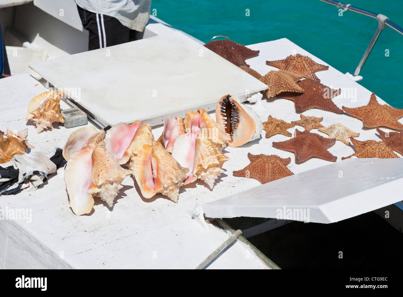 Les étoiles de mer et de coquille de conque de souvenirs pour la vente du bateau à quai à Nassau, Bahamas Banque D'Images