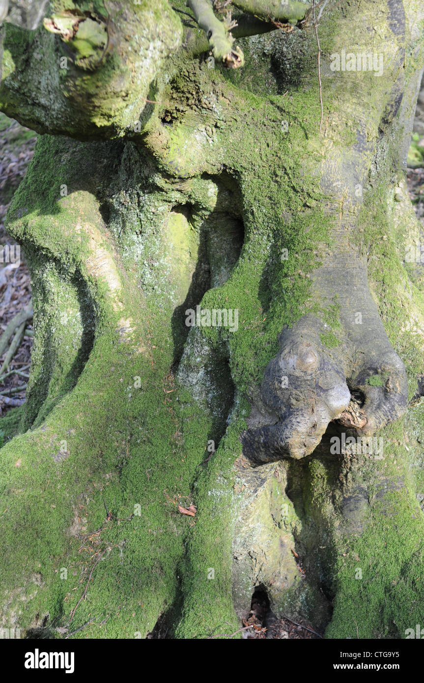 Détail du tronc d'un hêtre, Rathkenny, Navan, comté de Meath, Irlande Banque D'Images