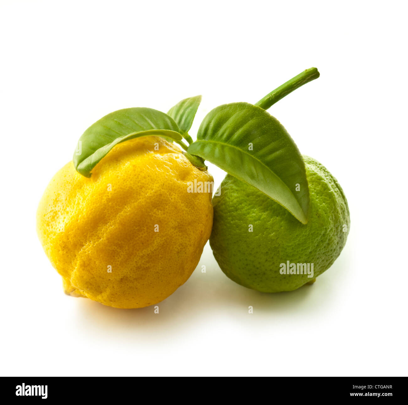 Citrus bergamia, bergamote, agrumes Banque D'Images