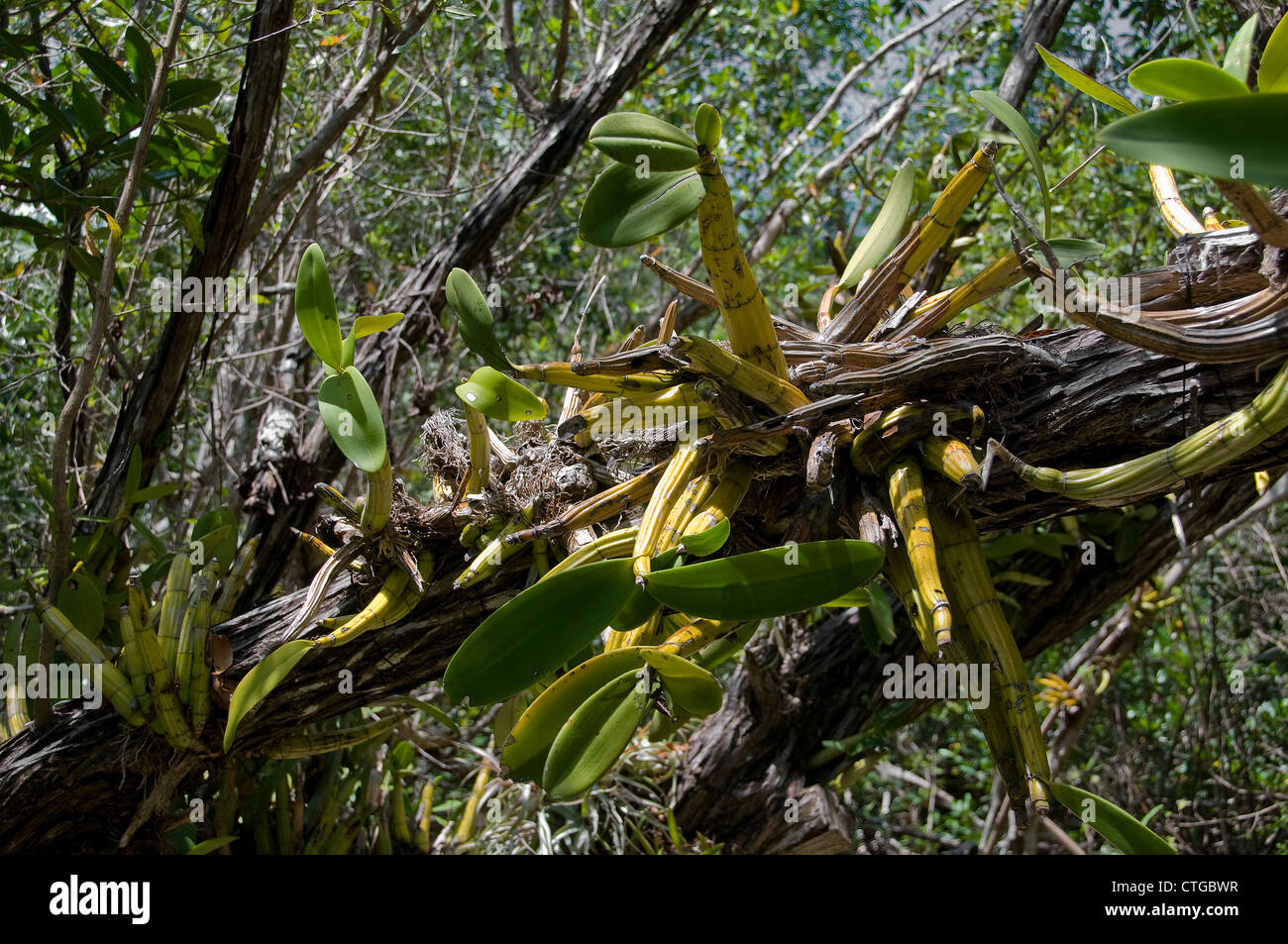 Les orchidées sont trouvés dans les forêts partout dans les tropiques. Banque D'Images