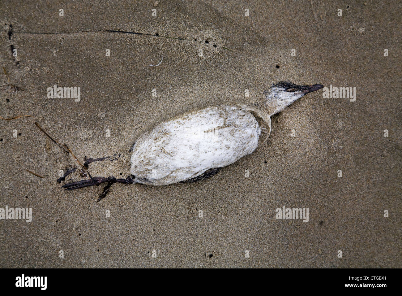 Guillemot marmette bébé poussins morts sur la plage de Newport, Oregon. Banque D'Images
