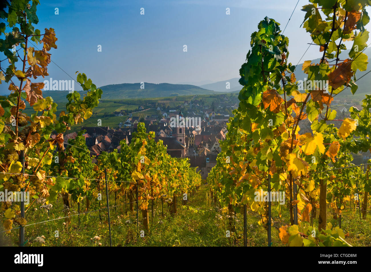 Riquewihr Alsace Vignoble Vignoble Schoenenbourg En Automne Couleur Au Dessus De La Cite Medievale De Riquewihr Village Historique Route Des Vins Alsace France Photo Stock Alamy