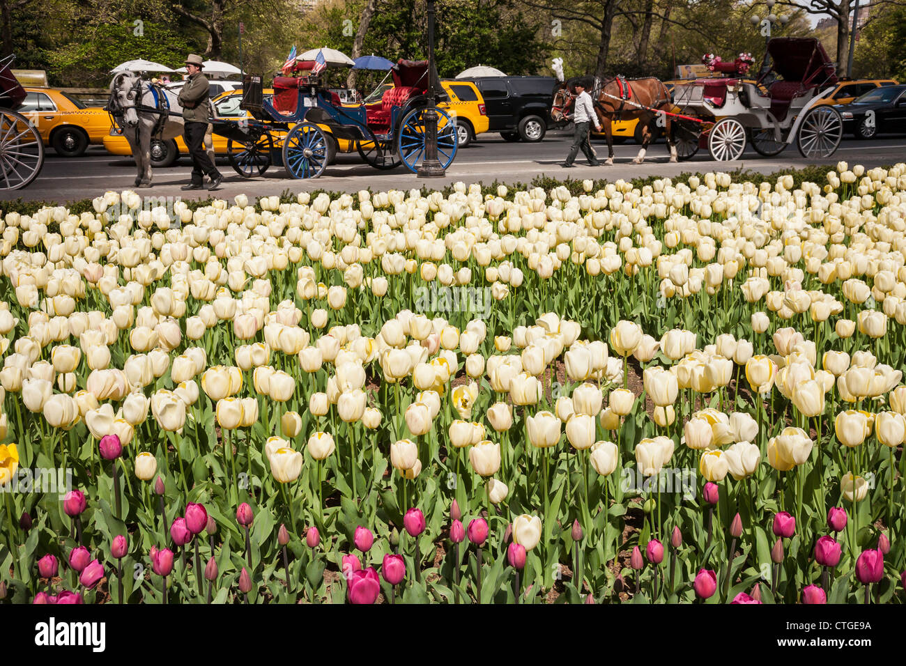 Tulipes sur Grand Army Plaza, NYC Banque D'Images