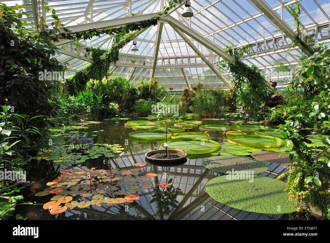 L'eau de nénuphar géant Victoria dans la chambre, les émissions du Palais des plantes dans le Jardin Botanique National de Belgique Banque D'Images