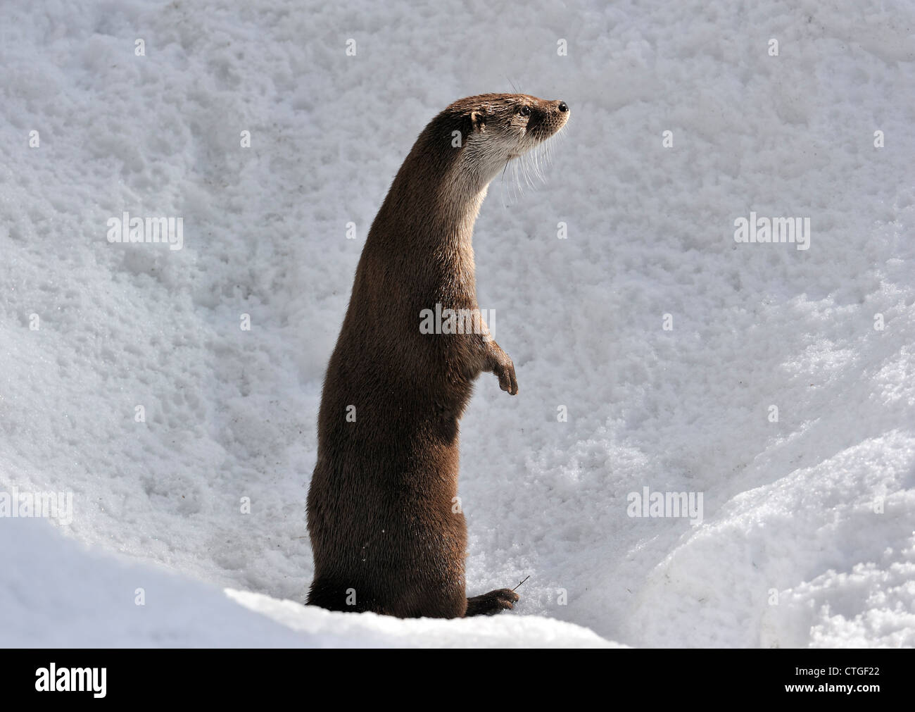 Curieux de loutre d'Europe / rivière eurasien loutre (Lutra lutra) debout dans la neige en hiver Banque D'Images