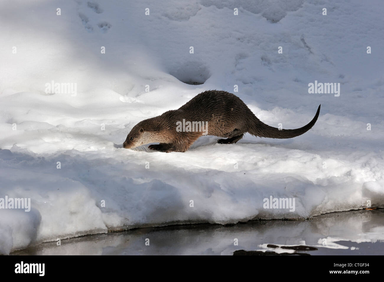 Loutre d'Europe / rivière à la loutre (Lutra lutra) sur la glace de la rivière gelée dans la neige en hiver Banque D'Images