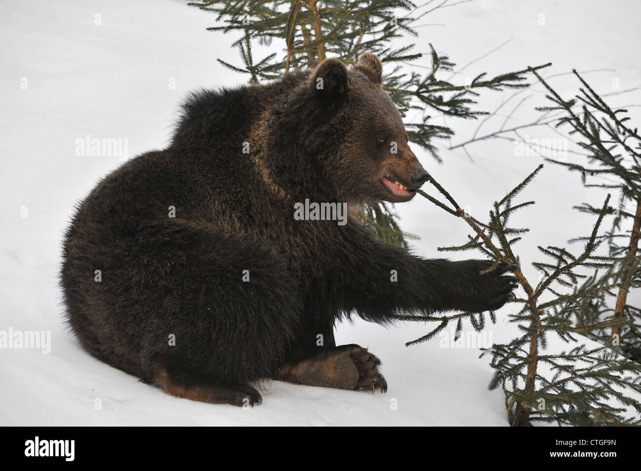 Deux ans Eurasian ours brun (Ursus arctos arctos) cub jouer avec brindille dans la neige au début du printemps Banque D'Images