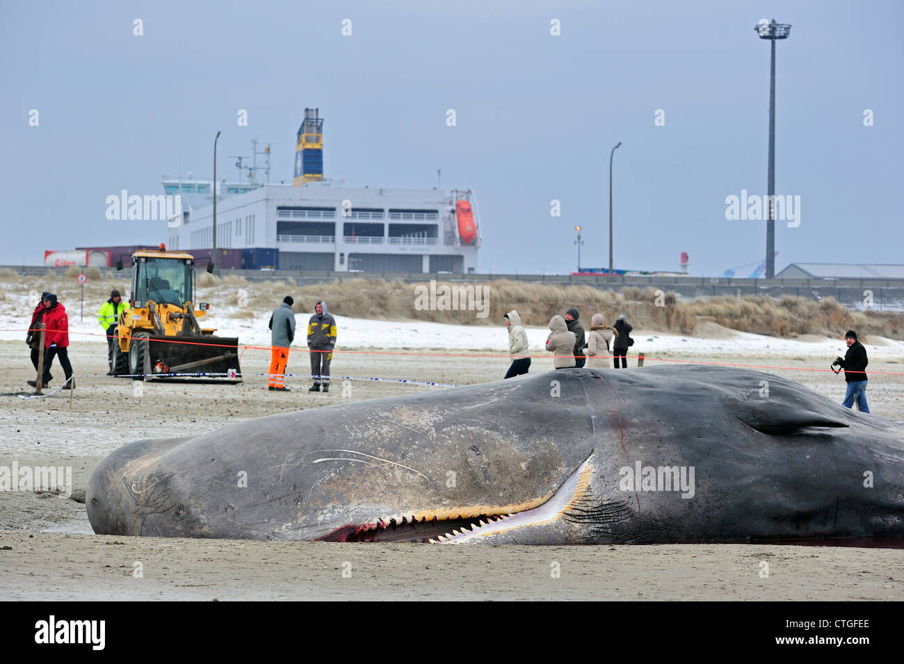 Les touristes à la recherche de brins cachalot (Physeter macrocephalus) sur la plage en hiver à Knokke, Belgique Banque D'Images