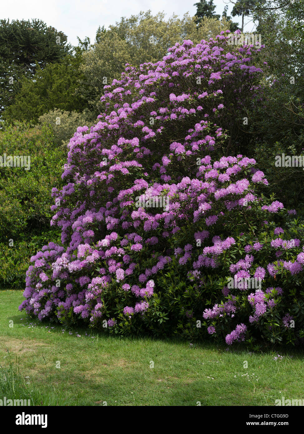 dh Rhododendron ponticum BEAULIEU HAMPSHIRE Purple Rhododendron bush Floraison uk rhododendrons Garden Banque D'Images
