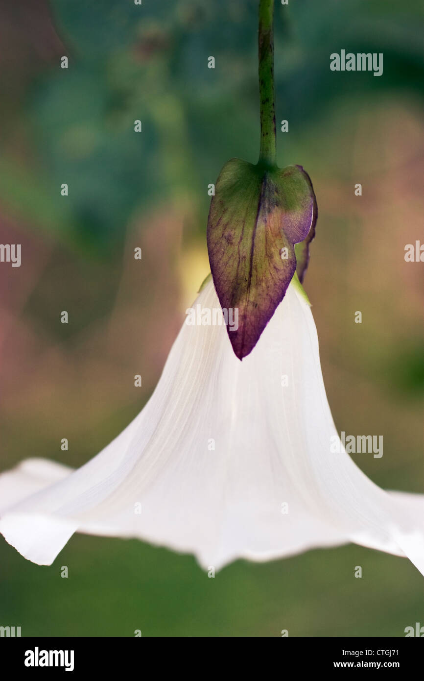 Convolvulus arvensis liseron des champs, Banque D'Images