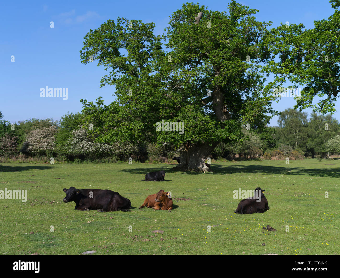 dh Village terres communes NOUVELLE FORÊT HAMPSHIRE Cow bétail on l'angleterre vaches herbe s'est posée dans les champs britanniques Banque D'Images