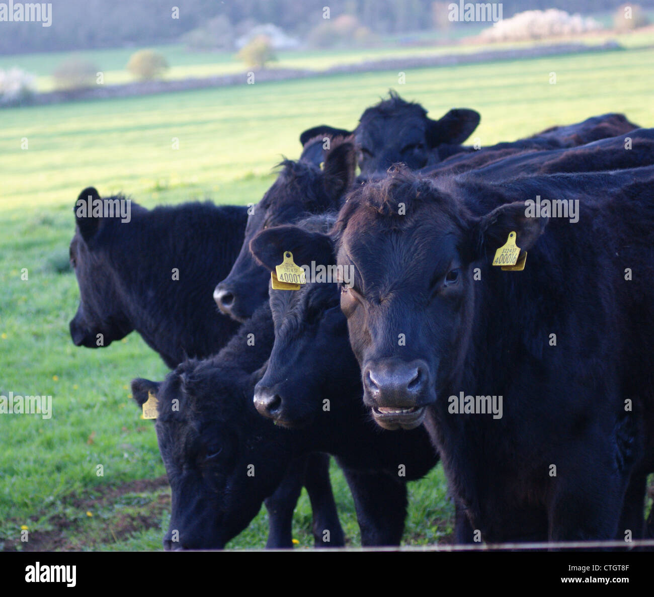 Un groupe de taureaux dans leur domaine. Photographie prise à Haugh, Bradford on Avon, Wiltshire, Royaume-Uni Banque D'Images