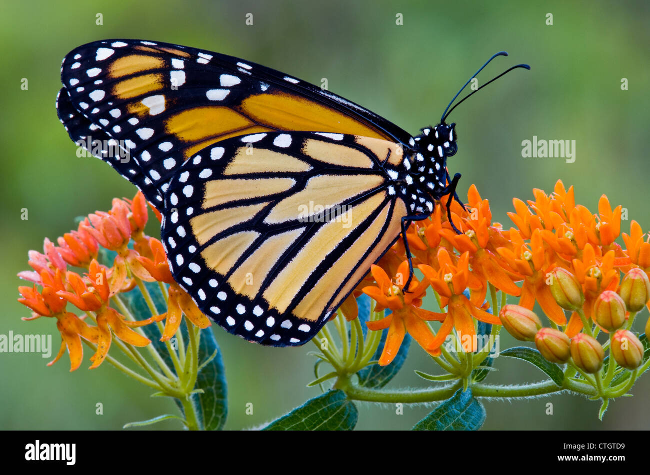 Papillon monarque danaus plexippus nourrir de nectar sur la pollinisation des fleurs Asclépiade Asclepias tuberosa E USA Banque D'Images