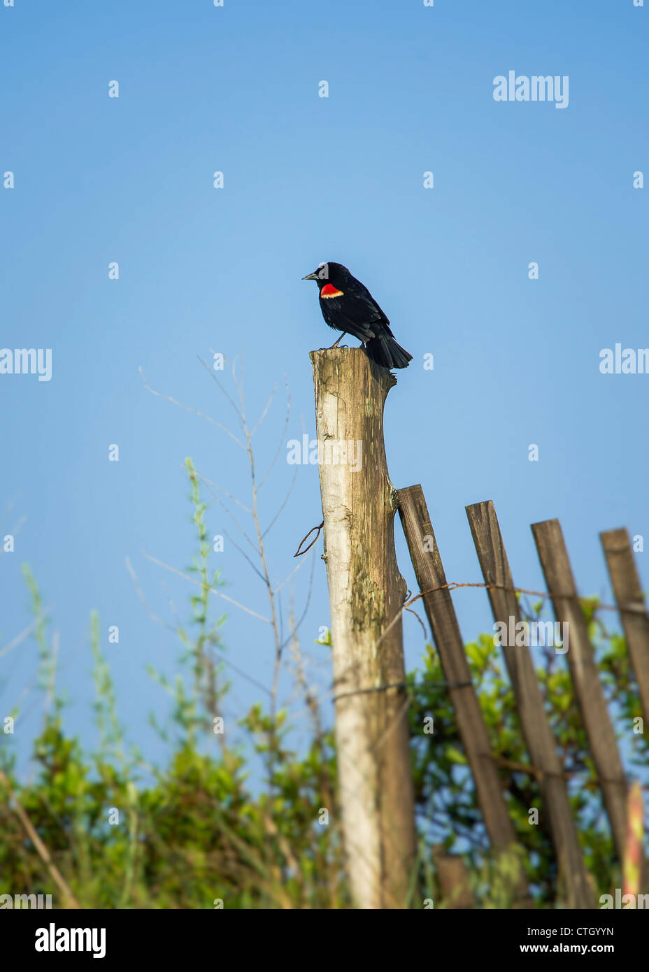 Red-winged Blackbird Agelaius phoeniceus, Banque D'Images