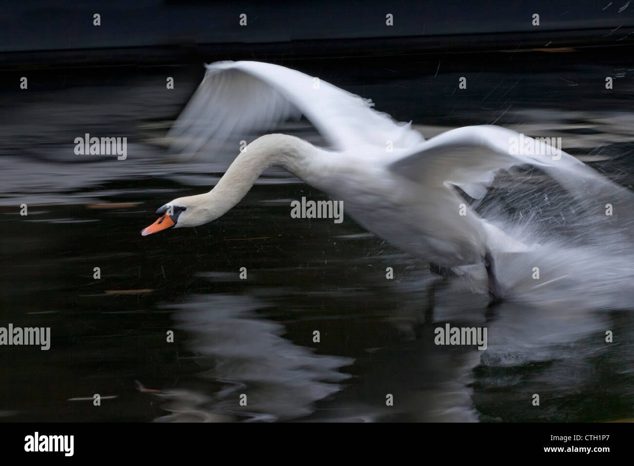 Les Pays-Bas, 's-Graveland, mute swan (Cygnus olor, atterrissage ). Banque D'Images