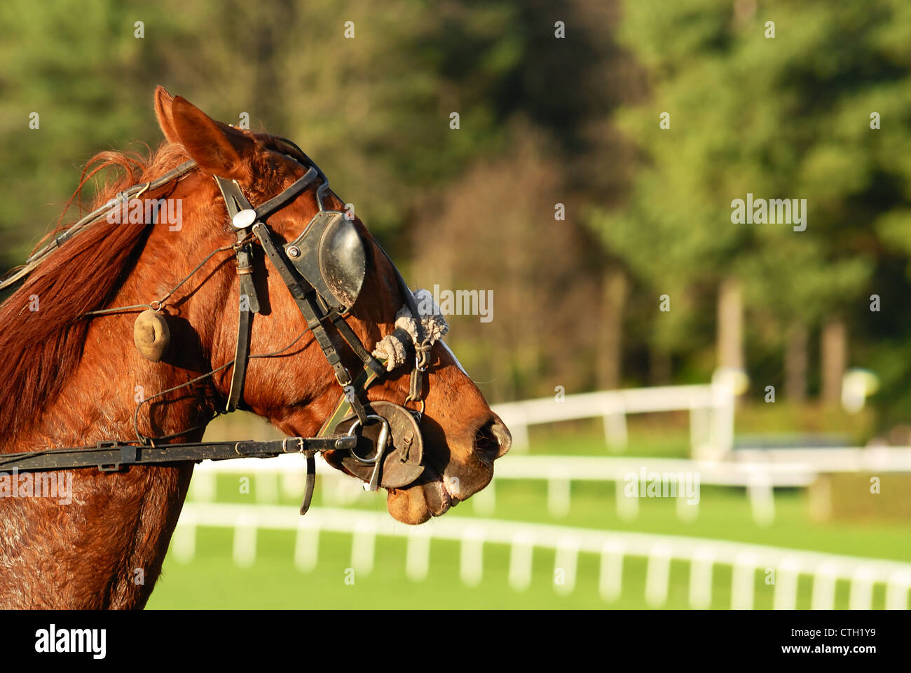 Les courses de chevaux après la course,le sport équestre Banque D'Images