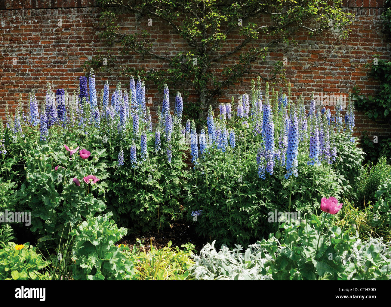 Delphinium Banque D'Images