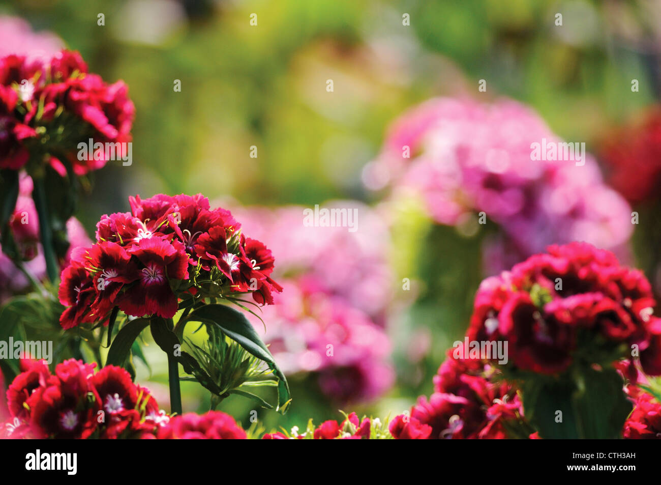 Dianthus barbatus, Sweet William Banque D'Images