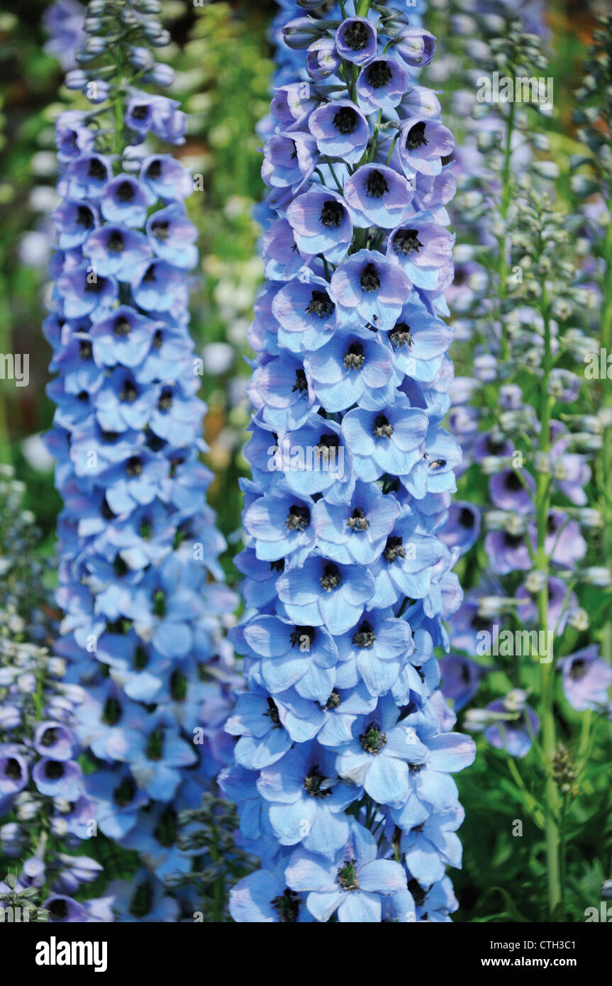 Delphinium Banque D'Images