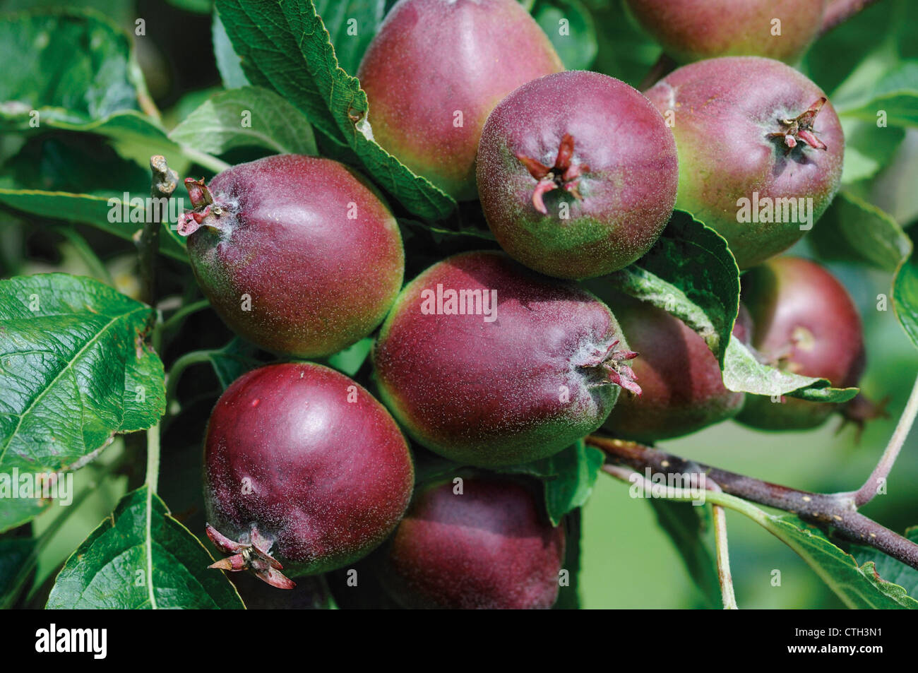 Malus domestica 'Charles Ross', Apple Banque D'Images