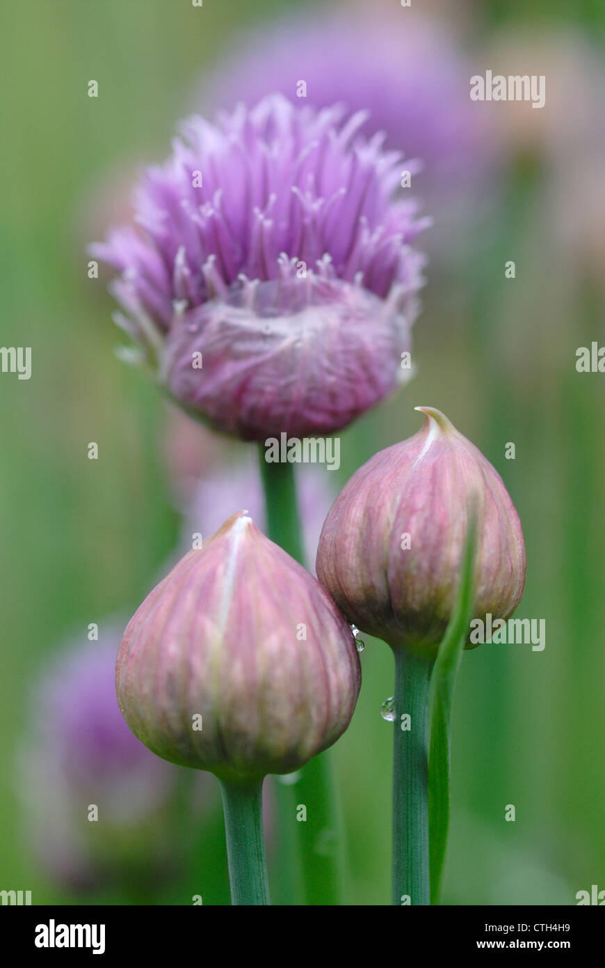 Allium schoenoprasum ciboulette, Banque D'Images