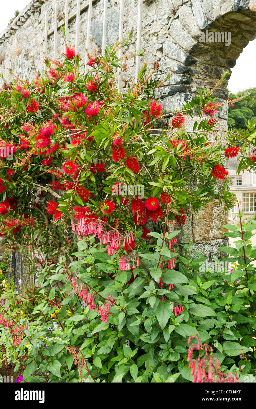 Callistemon et phygelius croissant dans le jardin clos à la Seigneurie de Sercq en Juin Banque D'Images