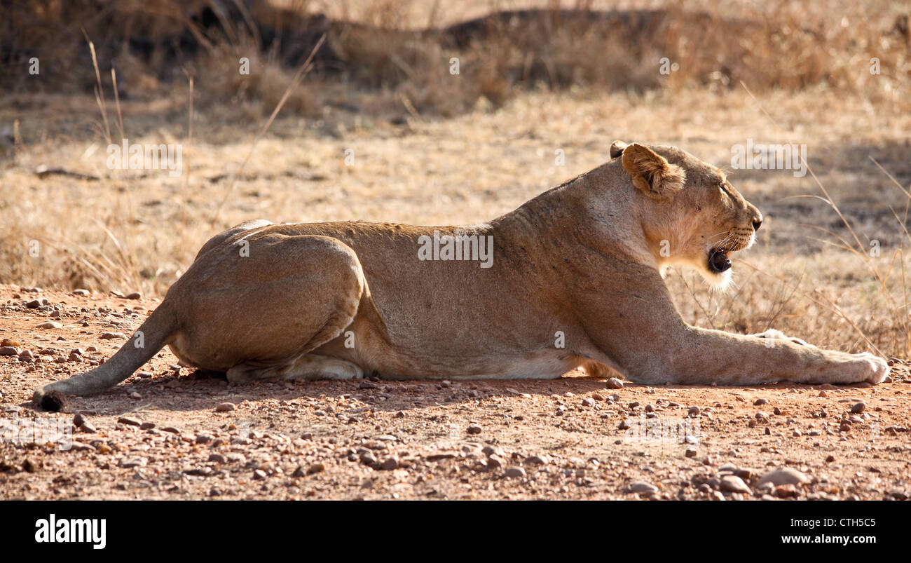 Lionne dans luangwa national park en Zambie Banque D'Images