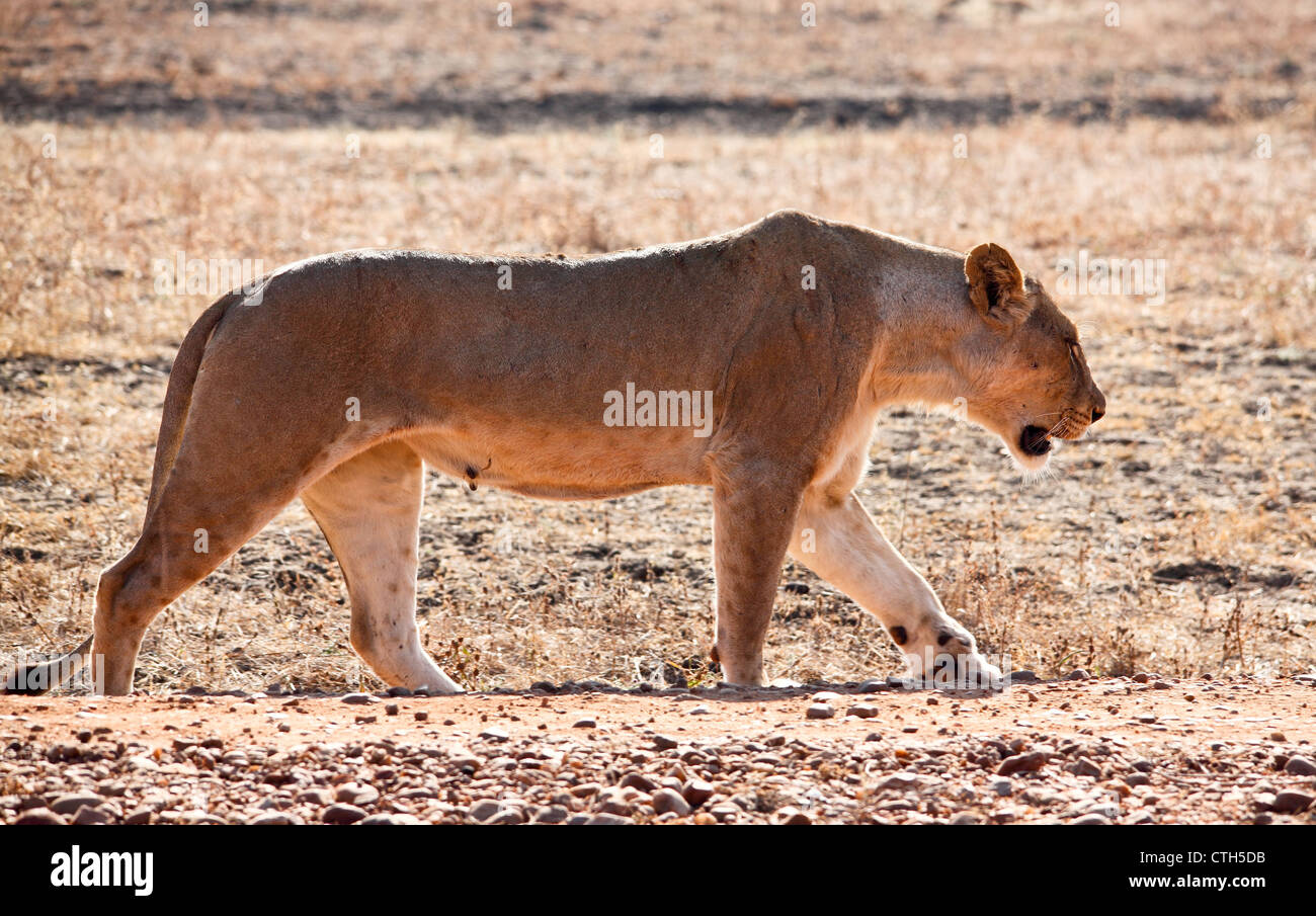 Lionne dans luangwa national park en Zambie Banque D'Images