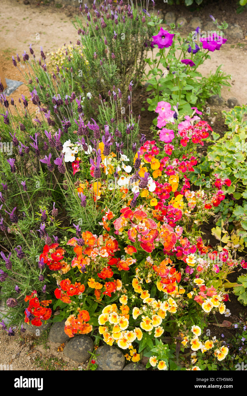 Des fleurs de jardin y compris le mimulus petutnia et lavande dans un lit de fleur en Juin Banque D'Images