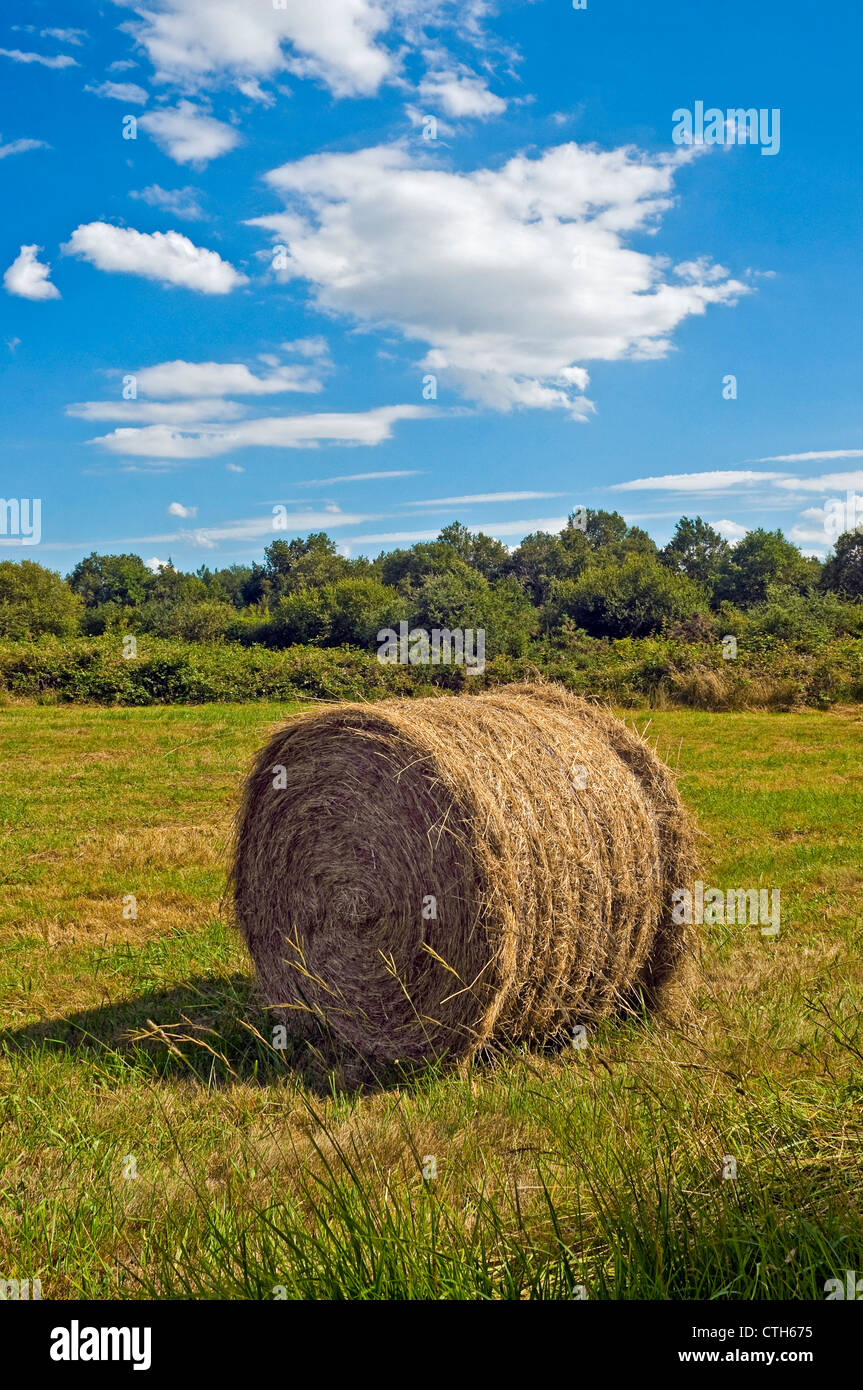 Balle de paille sur les terres agricoles - Indre-et-Loire, France. Banque D'Images