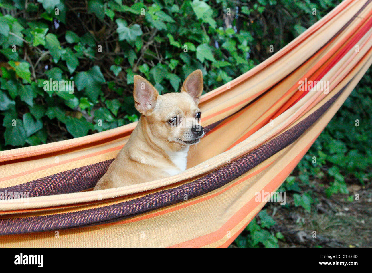 Gentil chien debout sur un hamac Banque D'Images