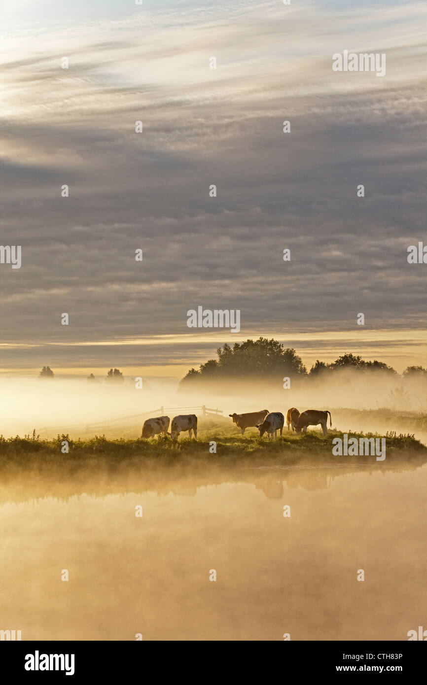Les Pays-Bas, Tienhoven, vaches dans la brume du matin dans Molenpolder. Banque D'Images
