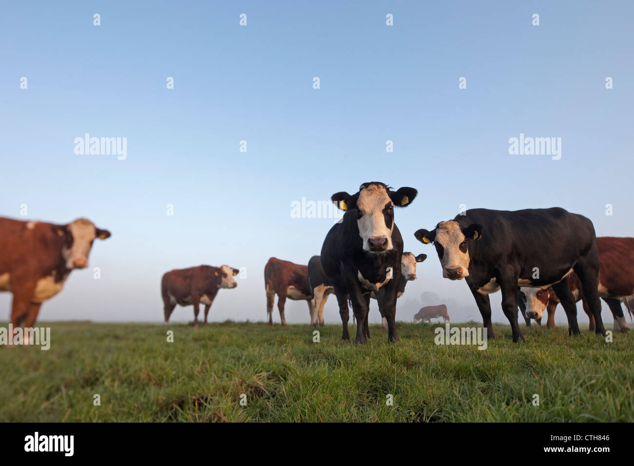 Les Pays-Bas, Tienhoven, vaches dans la brume du matin dans Molenpolder. Banque D'Images