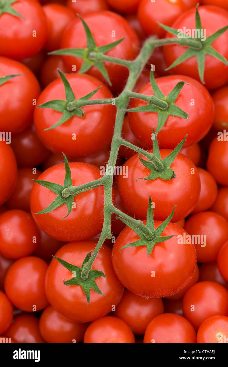 Des tomates rouges mûres récoltées sur la vigne Banque D'Images