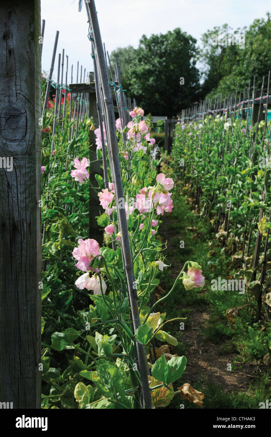 Lathyrus odoratus, pois, rose des fleurs sur des plantes grimpantes ont mis en évidence sur les cannes et mess. Banque D'Images