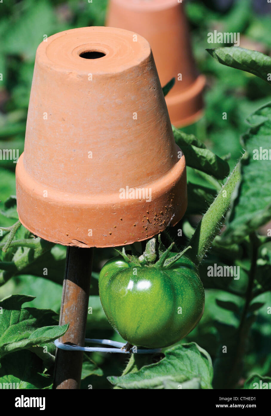 Tomate, Lycopersicon esculentum Banque D'Images