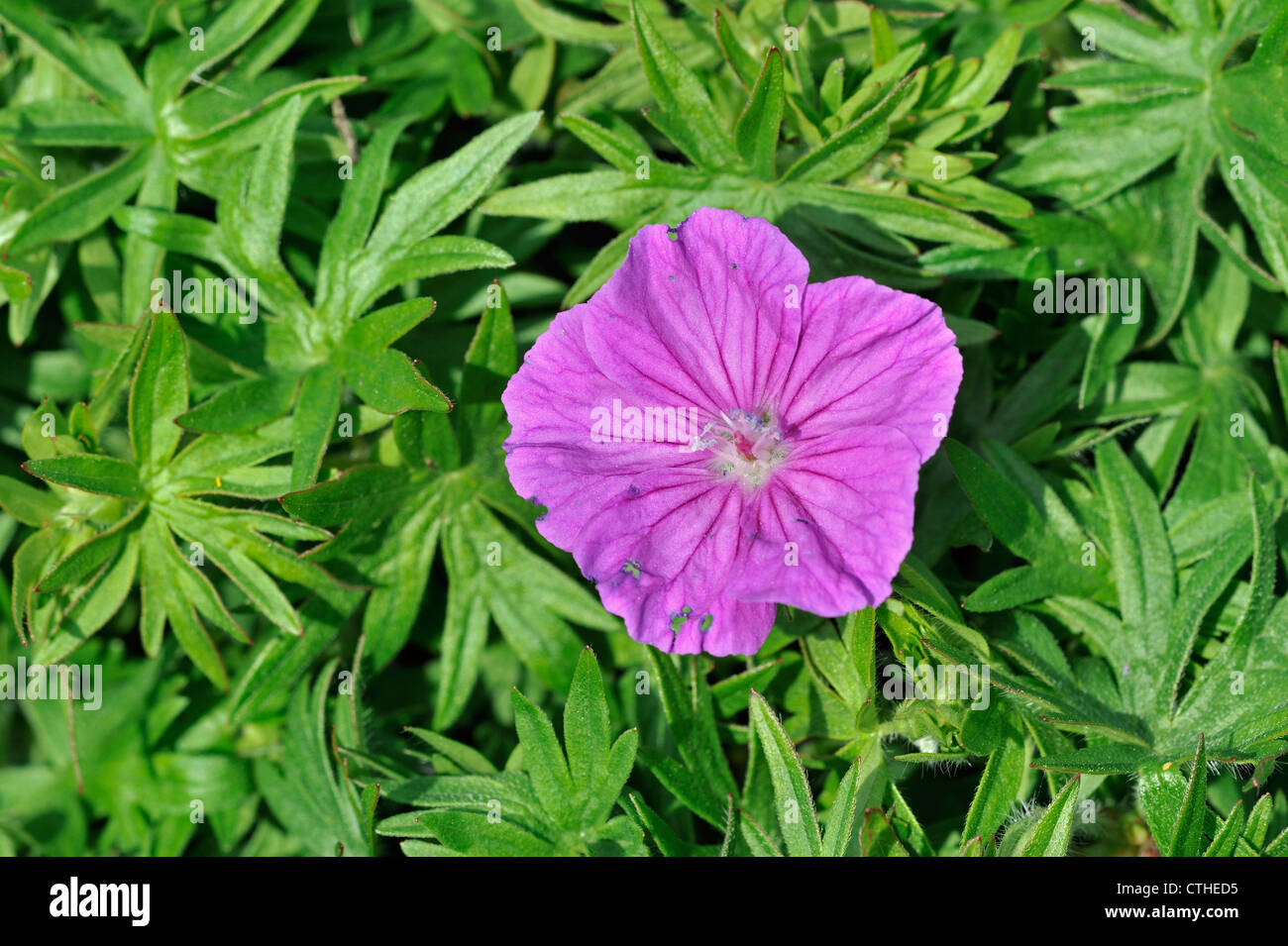Géranium sanguin / géranium (Geranium sanguineum) en fleurs Banque D'Images