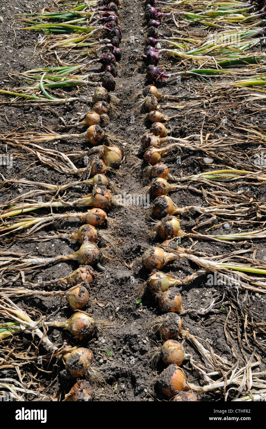 L'Allium cepa, oignon Banque D'Images