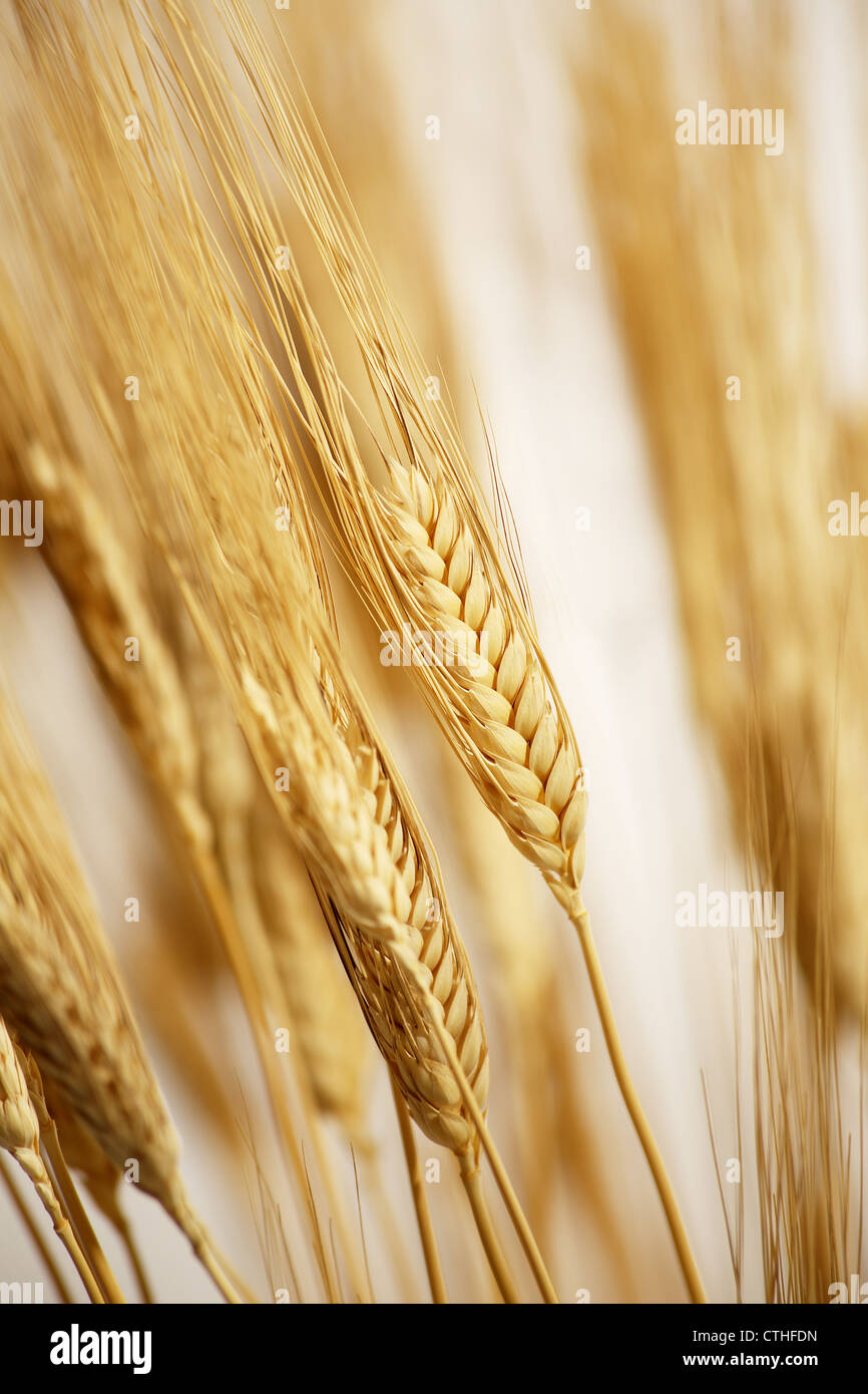 Champ de blé cultivé avec lever du soleil Banque D'Images