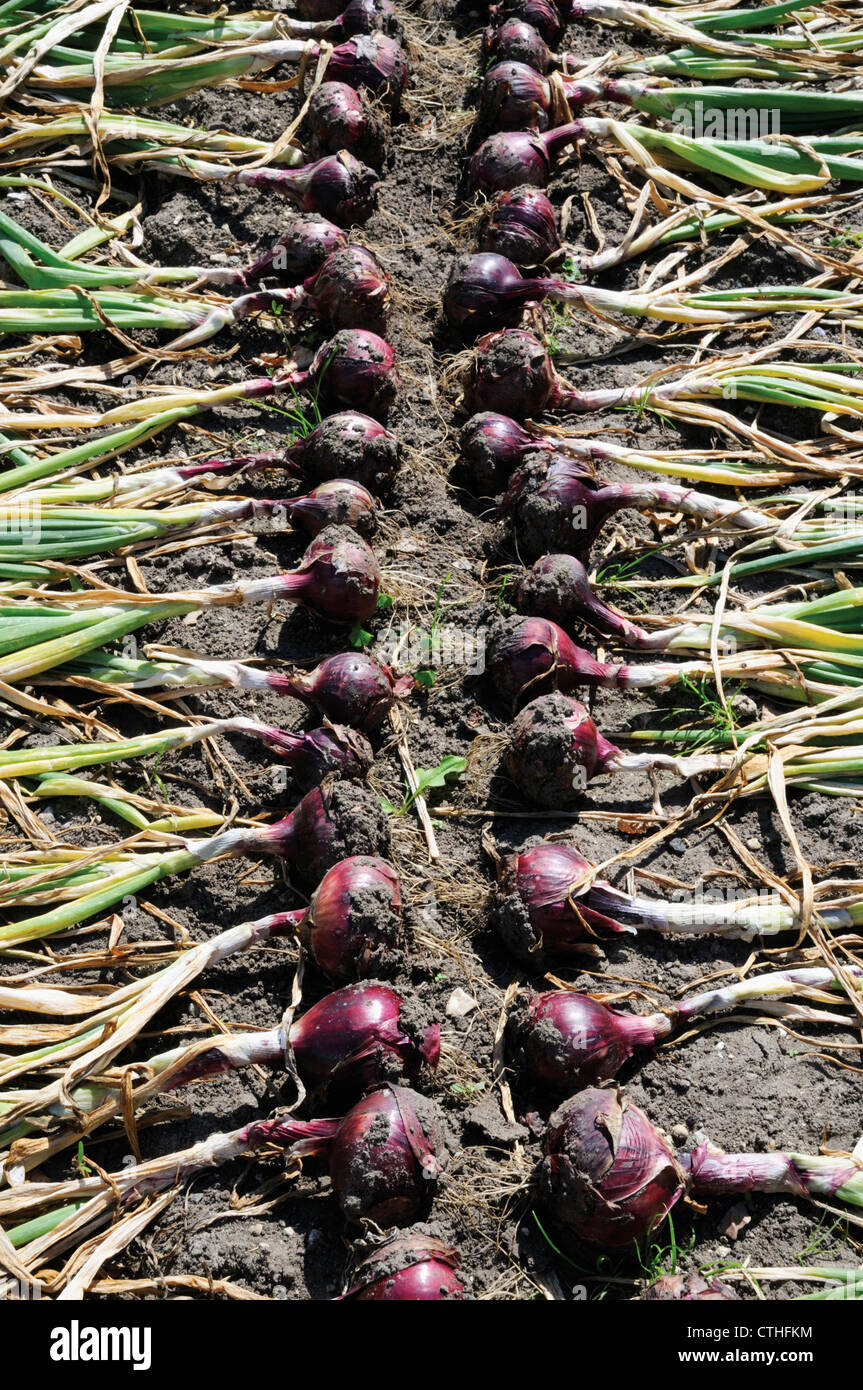 L'Allium cepa, oignon, oignon rouge Banque D'Images