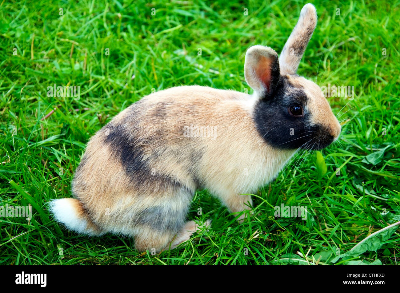 Cute little bunny (lapin) on Green grass Banque D'Images