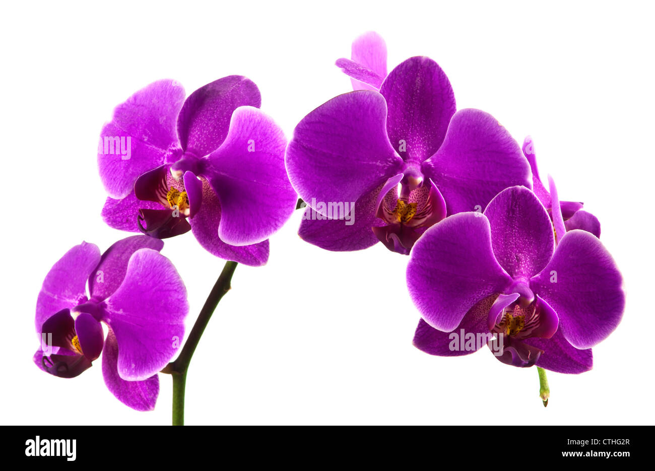 Belle tige de fleurs orchidée violet vibrant isolé sur fond blanc. Banque D'Images