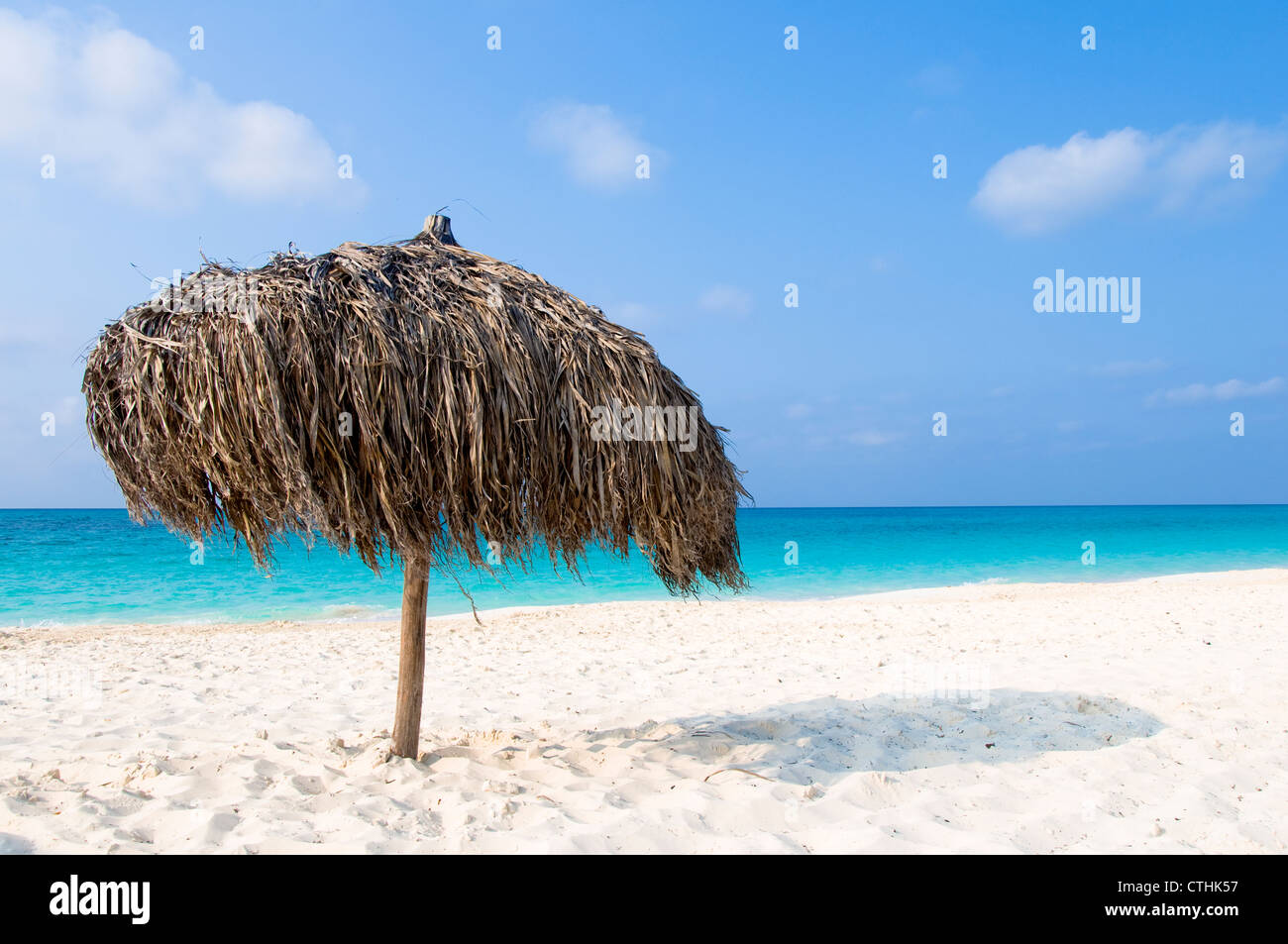 Palmier parasol, Cayo Largo del Sur, Cuba Photo Stock - Alamy