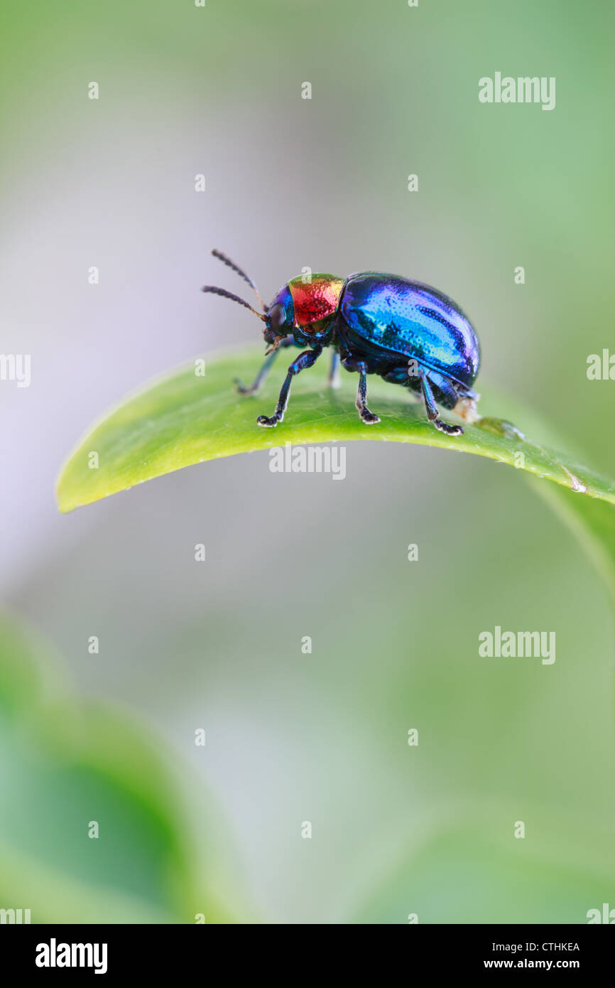 L'image de profil de bug coloré sur feuille verte Banque D'Images