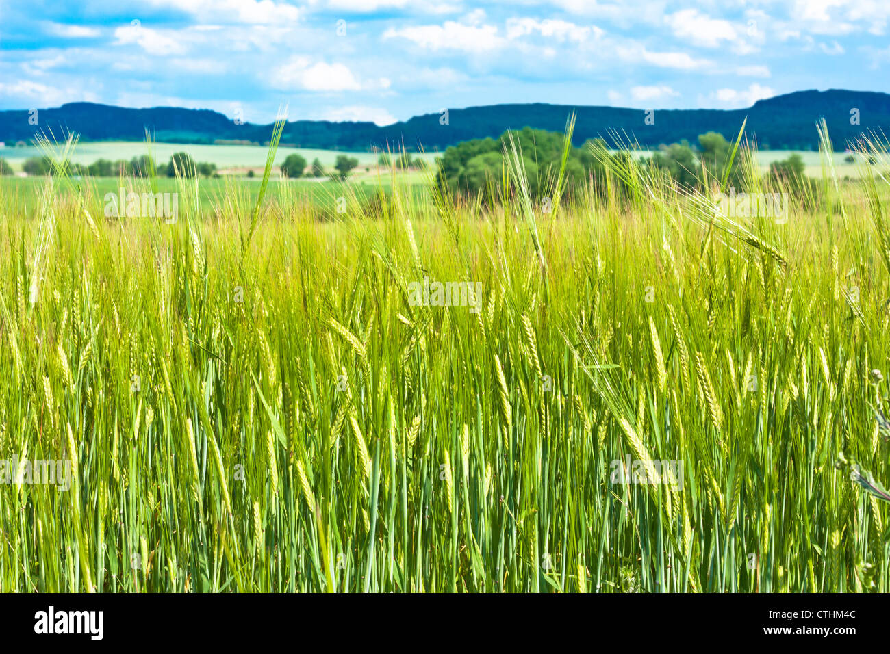 Paysage composé d'un champ d'orge à l'avant-plan Banque D'Images