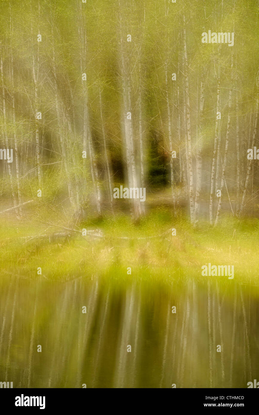 L'aulne (Alnus rubra) reflets dans un étang (une exposition multiple), le Parc National Olympique Hoh Rainforest, Washington, USA Banque D'Images