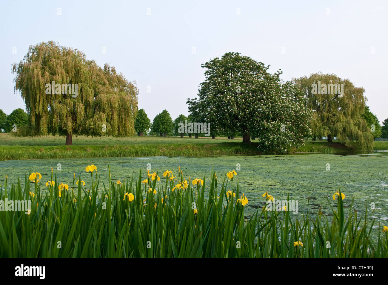 Scène de l'étang avec iris jaunes sauvages, arbres et marronnier d'arbre, Home Park, Hampton Wick, Surrey, England, UK Banque D'Images