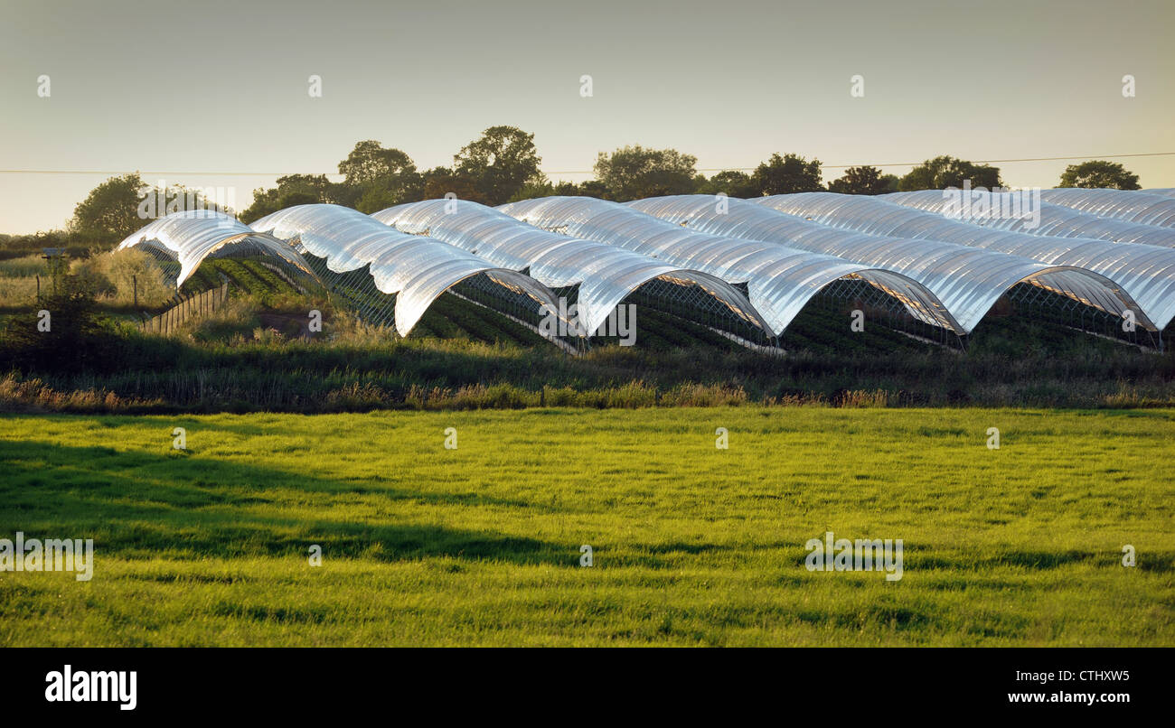 Dans les serres TUNNELS POLY AGRICOLES PAYSAGE RURAL DANS LE STAFFORDSHIRE UK RE Agriculteurs Agriculture CULTURES fermes protestations croissantes UK Banque D'Images