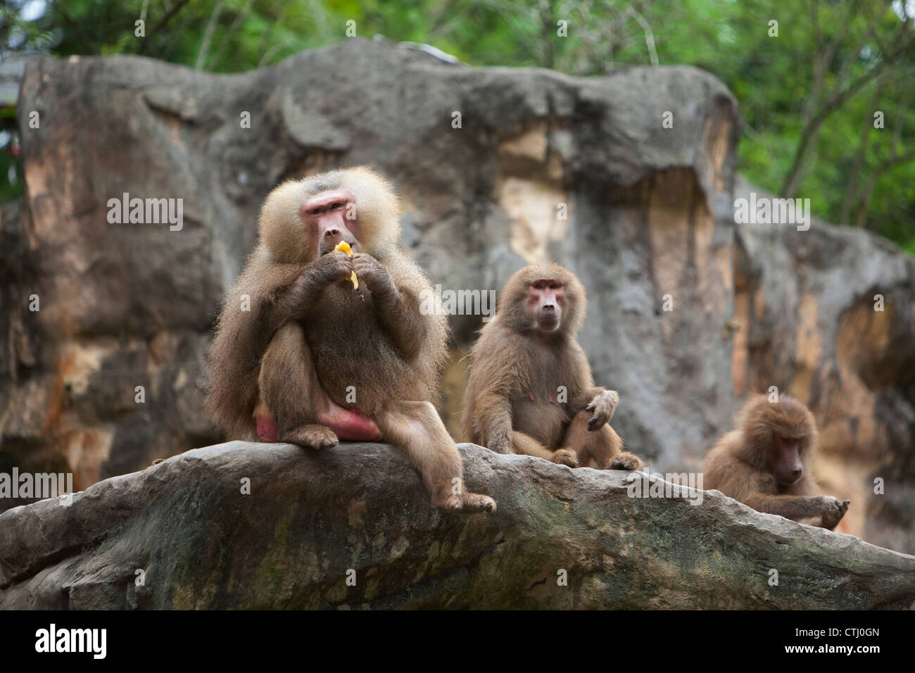 Un babouin mange Fruit au Zoo de Singapour, Singapour Banque D'Images