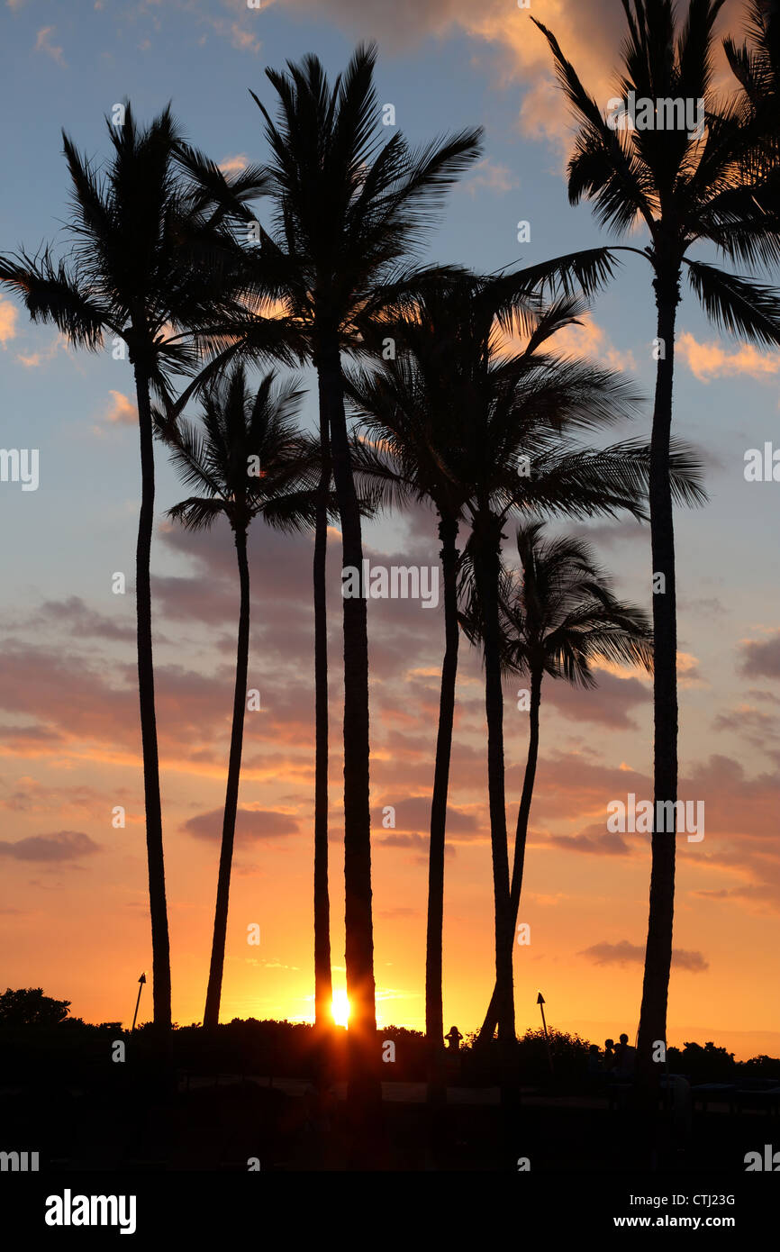 Magnifique Coucher de soleil avec des palmiers, Kona, Hawaii Banque D'Images
